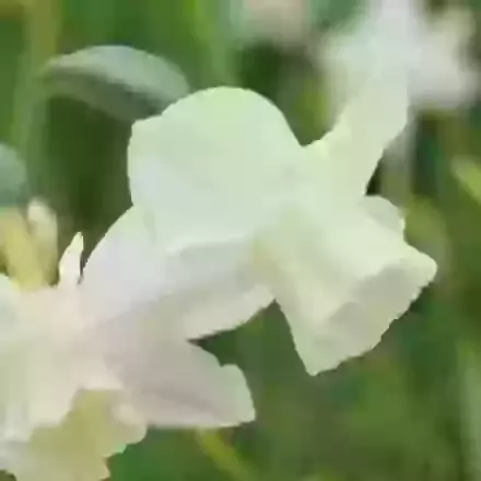 Pueblo